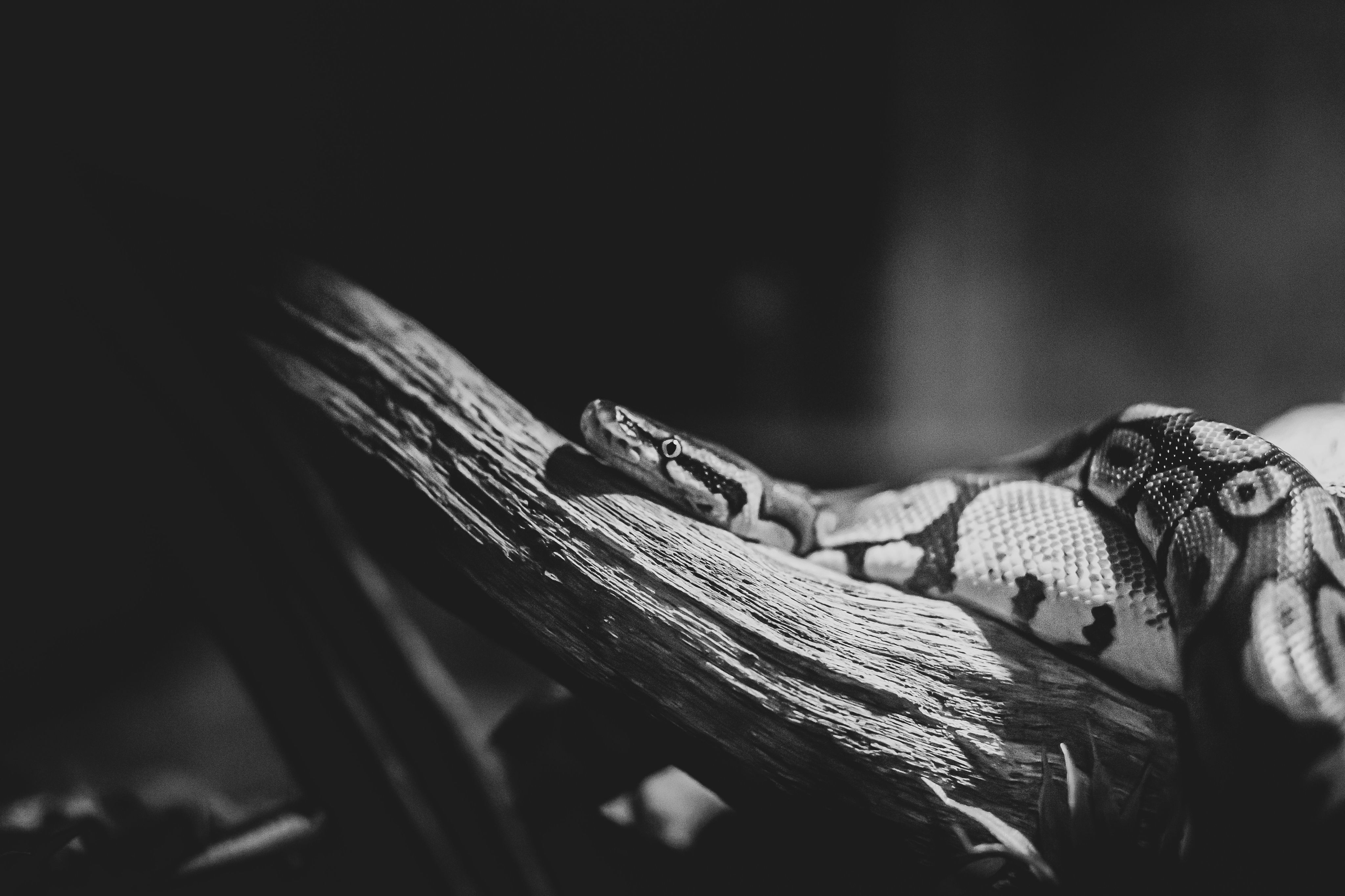 a black and white photo of a snake on a branch