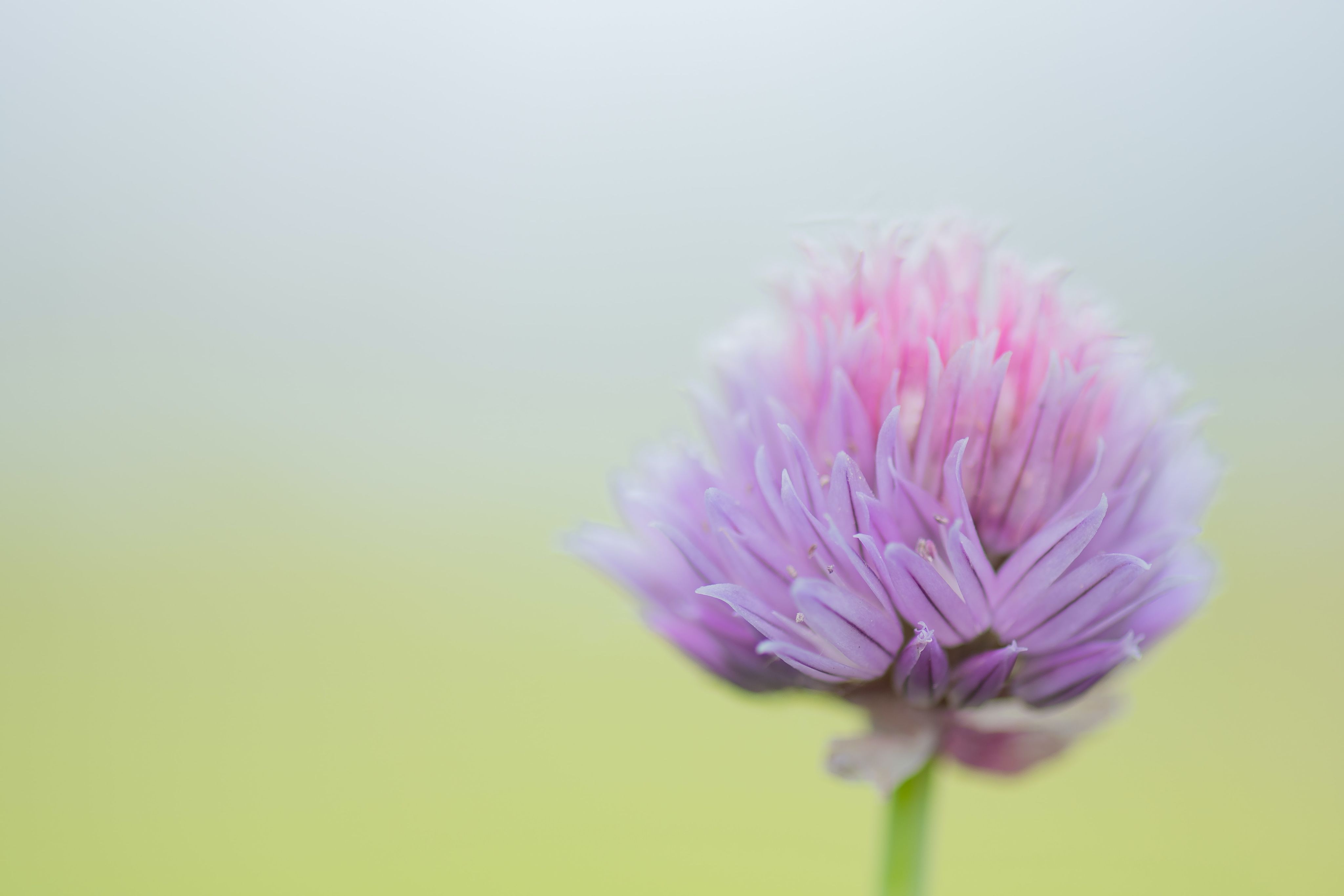 purple flower in macro shot