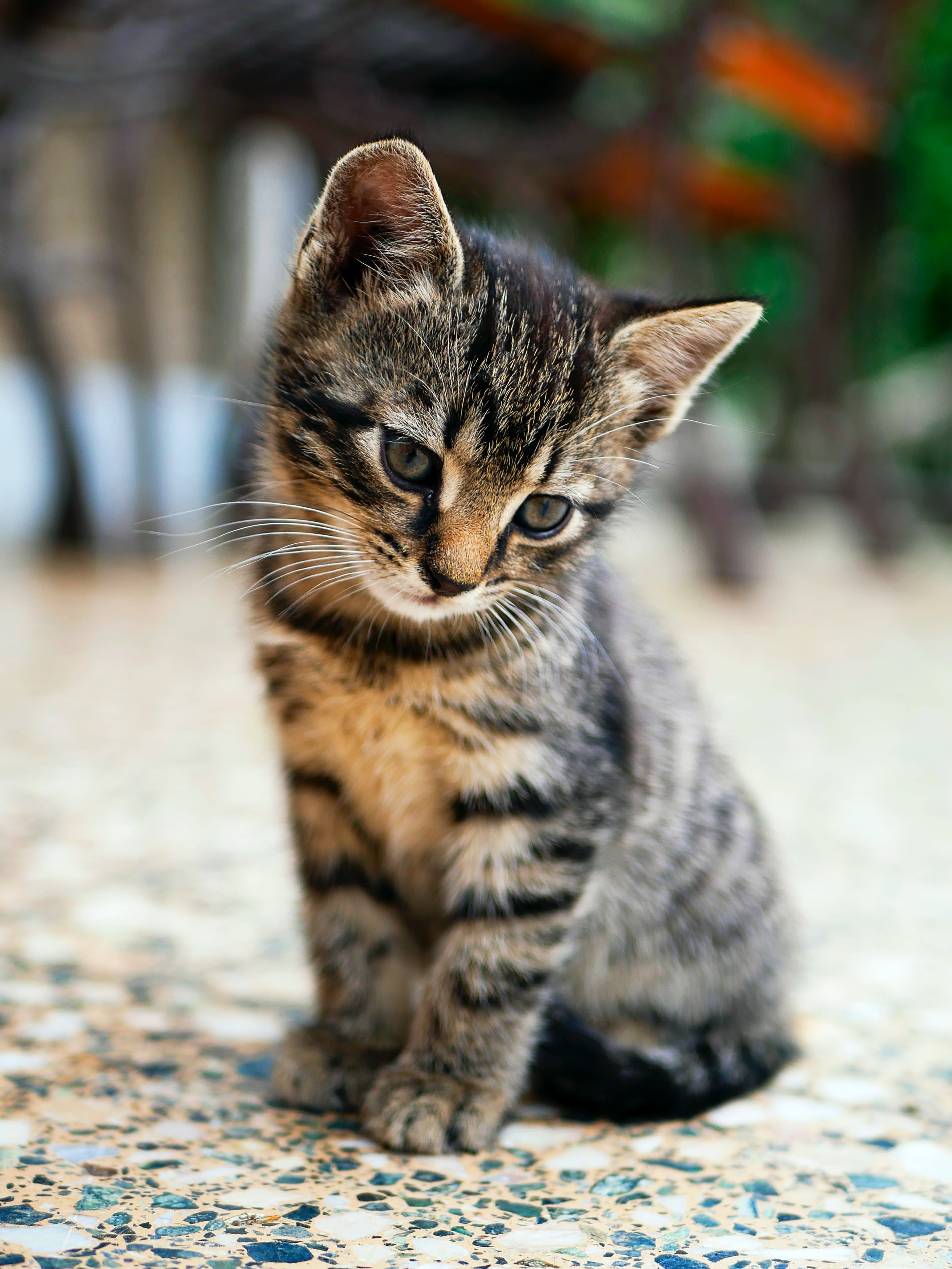 brown tabby kitten sitting on floor