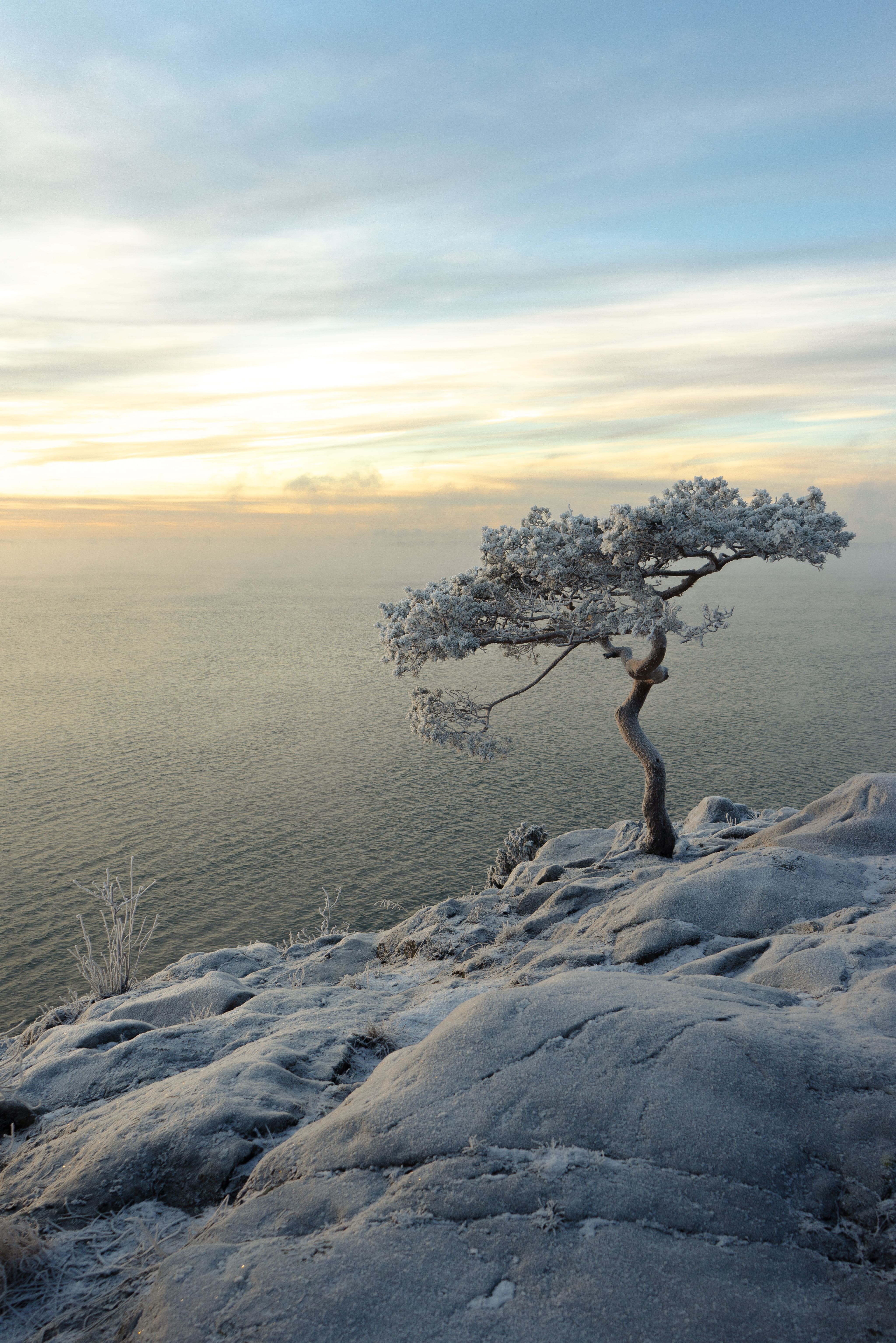 a lone tree sitting on top of a snow covered hill