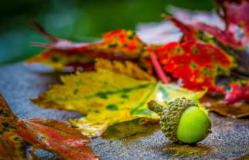 green fruit beside dried leaf