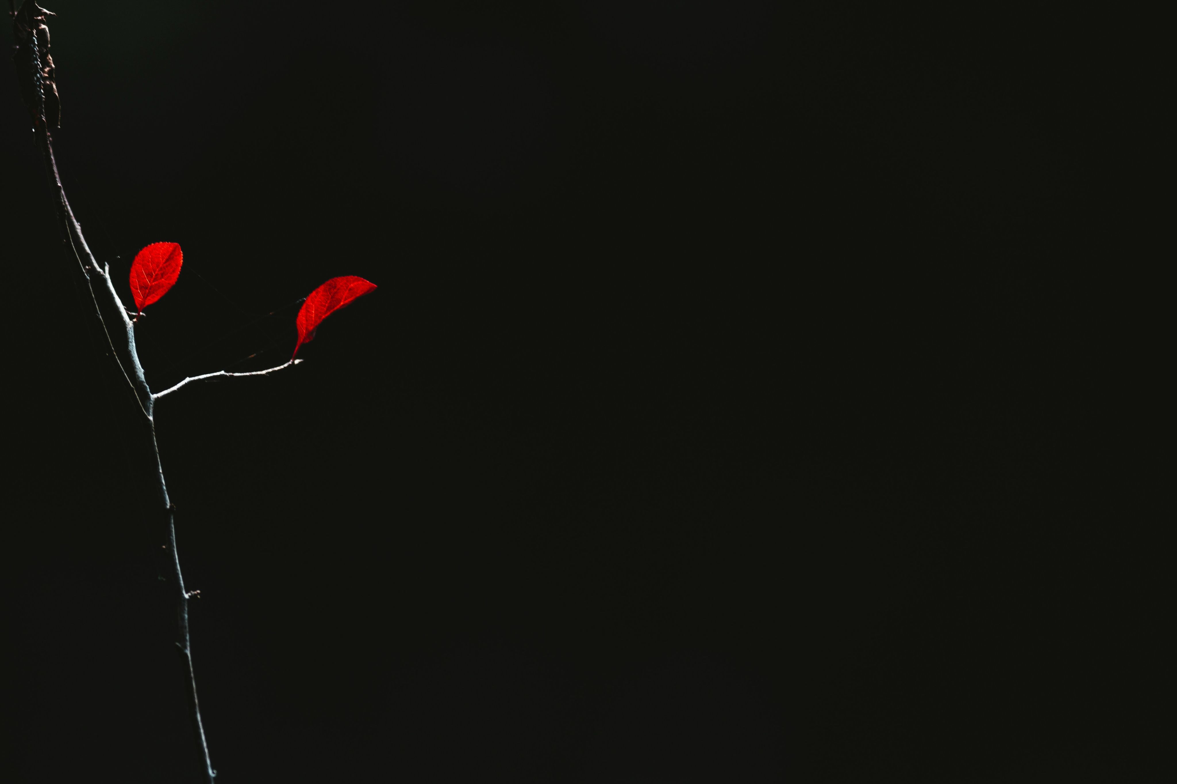 red heart with black background